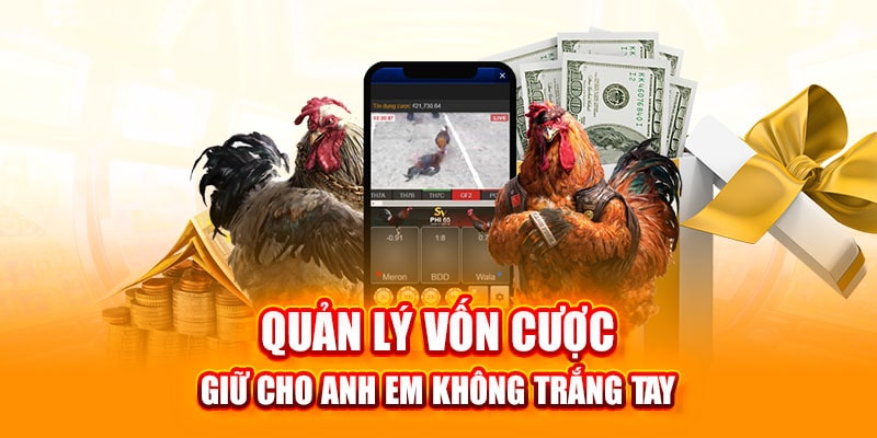 đá gà DF999